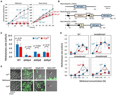 Metabolism-linked methylotaxis sensors responsible for plant colonization in Methylobacterium aquaticum strain 22A